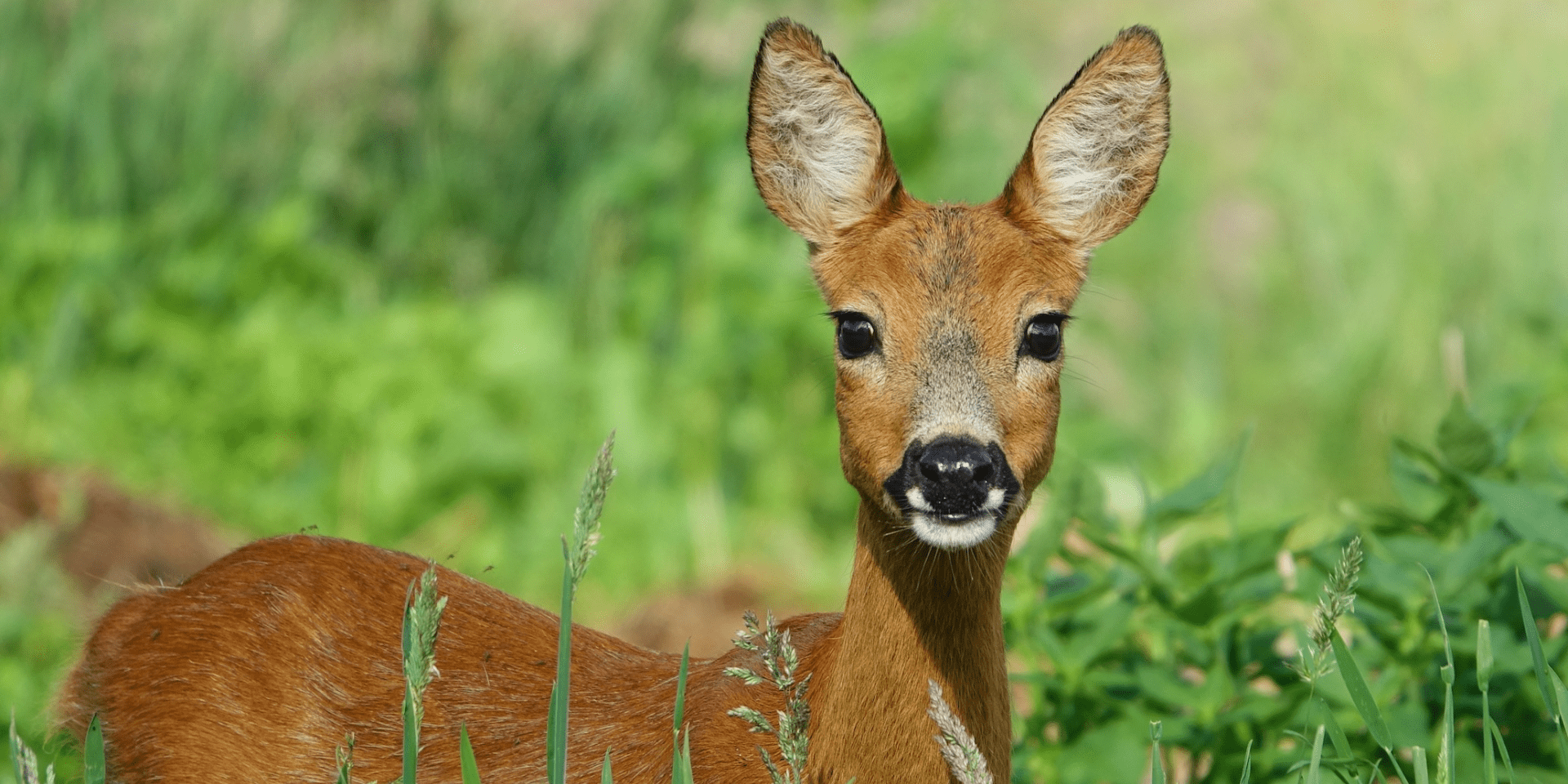 hert in nationaal park de groote peel