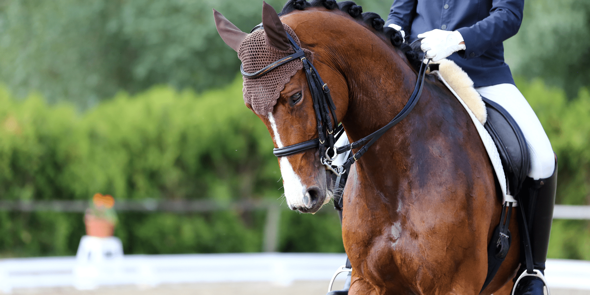 Dressuurconcours Tommix Baarlo