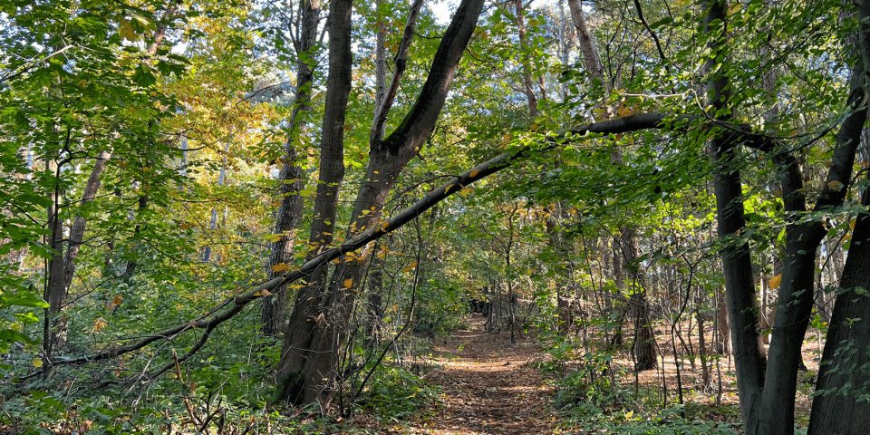 Rondje Heldense Bossen - 5 km