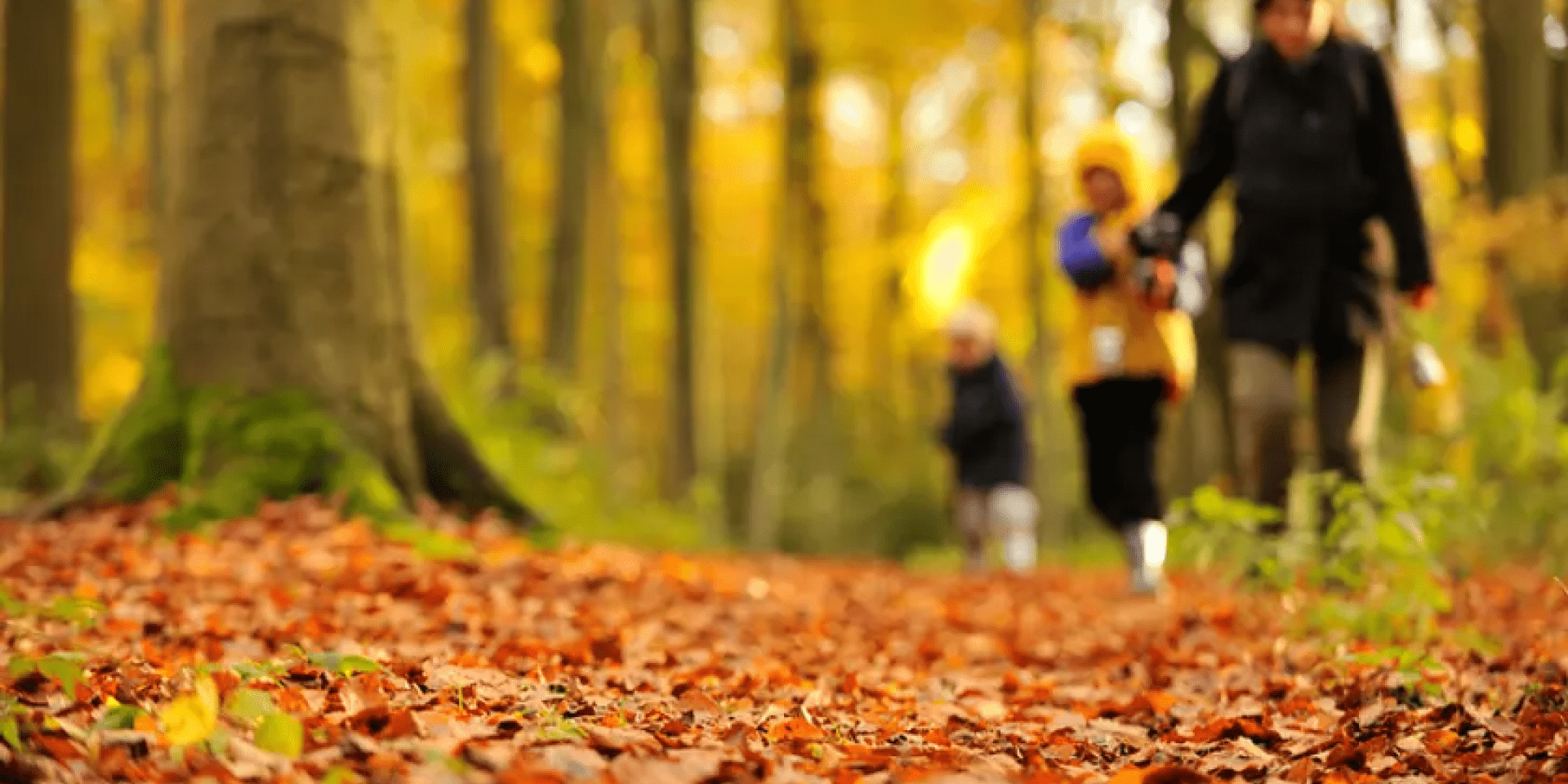 Herfstwandeling in Baarlo